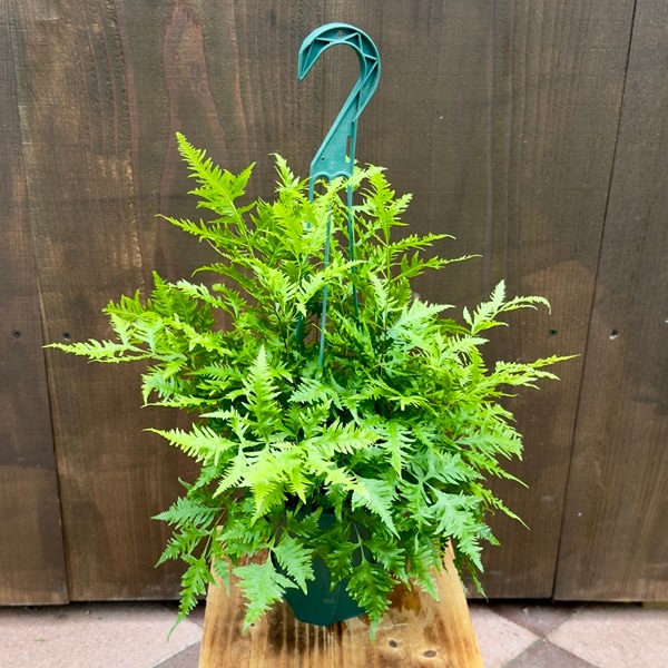 おしゃれ 観葉植物：プテリス リバートニア*5号 吊り鉢 ワラビ シダ