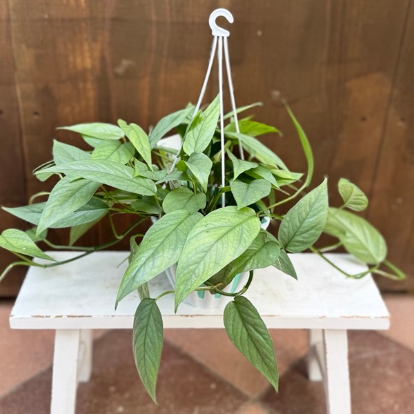 おしゃれ 観葉植物：エピプレナム ピナツム セブブルー*5号 吊り鉢