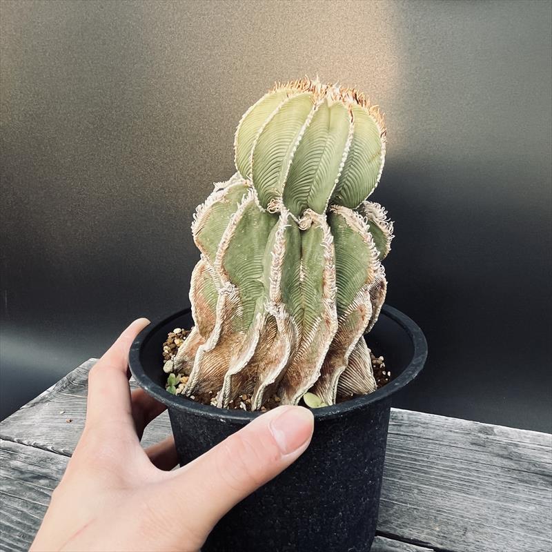 サボテン：アズテキウム ヒントニー 自根*幅8cm 現品 一品限り