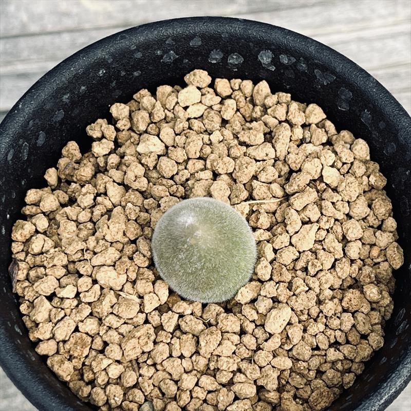 多肉植物：ムイリア ホルテンセ 宝輝玉*幅1.5cm | サボテン＆多肉