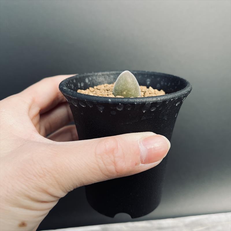 ムイリア ホルテンセ　宝輝玉 多肉植物：ムイリア ホルテンセ 宝輝玉*幅1.5cm | サボテン＆多肉