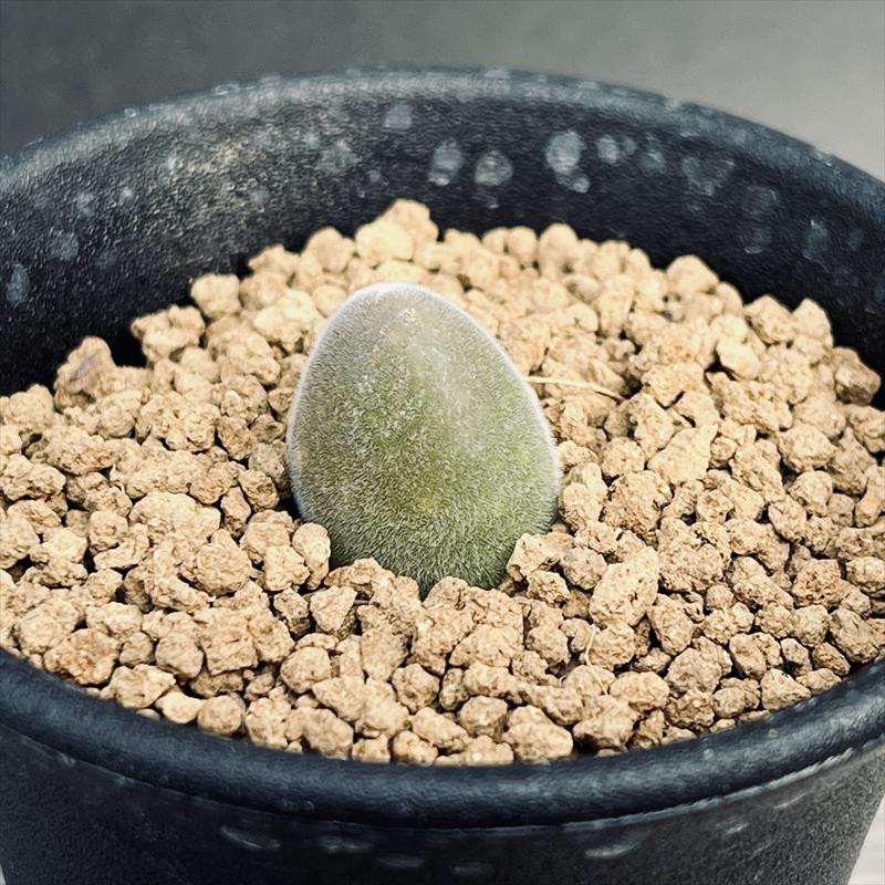 ムイリア ホルテンセ　宝輝玉 多肉植物：ムイリア ホルテンセ 宝輝玉*幅1.5cm | サボテン＆多肉