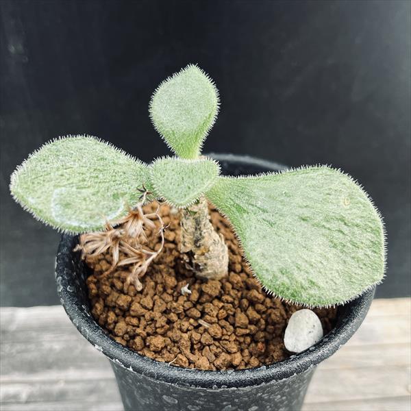 ǥå쥳ɥ󡡥Υƥ*7ʡʸ¤