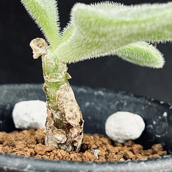 コーデックス：チレコドン ノルティ*葉幅7cm 現品！一品限り