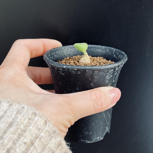 コーデックス：チレコドン オペリー*葉幅1.5cm 現品！一品限り