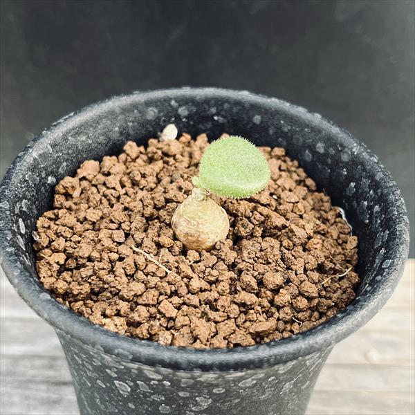 コーデックス：チレコドン オペリー*葉幅1.5cm 現品！一品限り