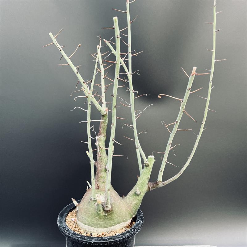 òǥåǥ˥ԥΡ*9.5ʡʸ¤ꡡ