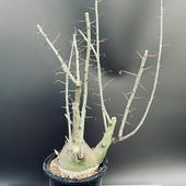 ���ò��������ǥå��������ǥ˥������ԥΡ���������*������9.5��������ʡ����ʸ¤ꡡ��������