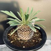 ¿����ʪ���桼�ե���ӥ���Ŵ�ôݡ��᥹*������6.5���