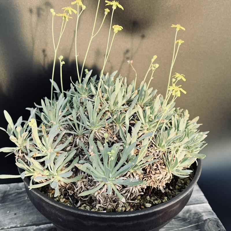 �����ǥå��������ȥ�ʡ���ȥ��륵*����30��������ʡ����ʸ¤�