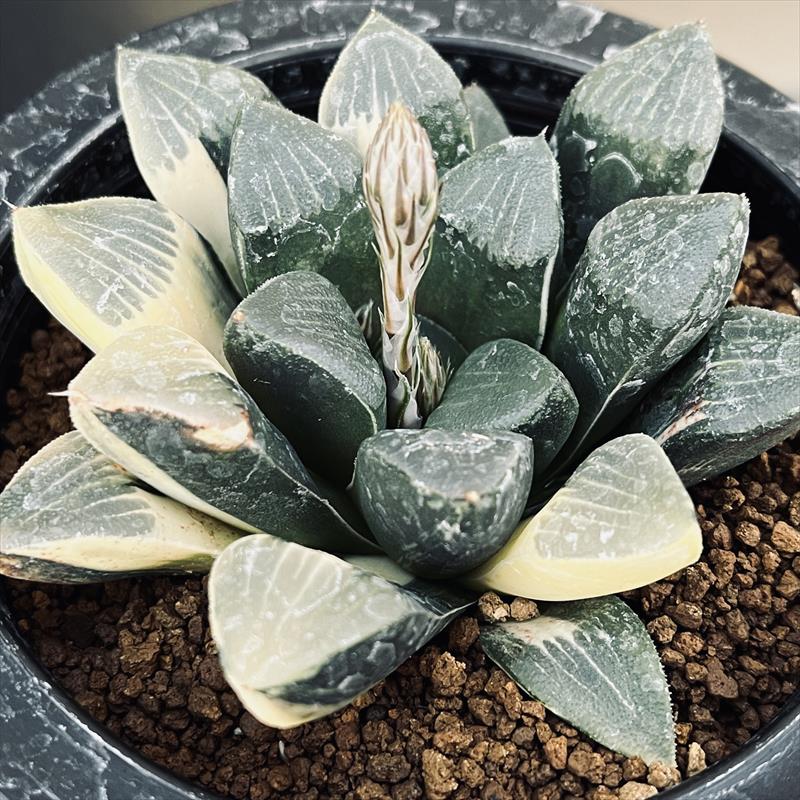 42d ハオルチア　多肉植物　温玉コレクタ　自家繁殖 42d ハオルチア 多肉植物 温玉コレクタ 自家繁殖 【多肉植物