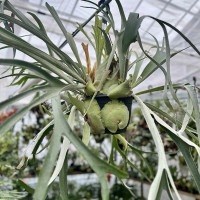 おしゃれ 観葉植物：ビカクシダ コウモリラン ビーチー*8号 吊り鉢