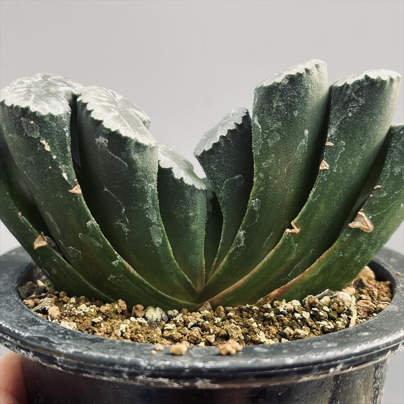 多肉植物　ハオルチア　ブリンジーNO.1大型特良 ハオルチア ブリンジーNO.1大型特良 多肉植物250922-2 - メルカリ