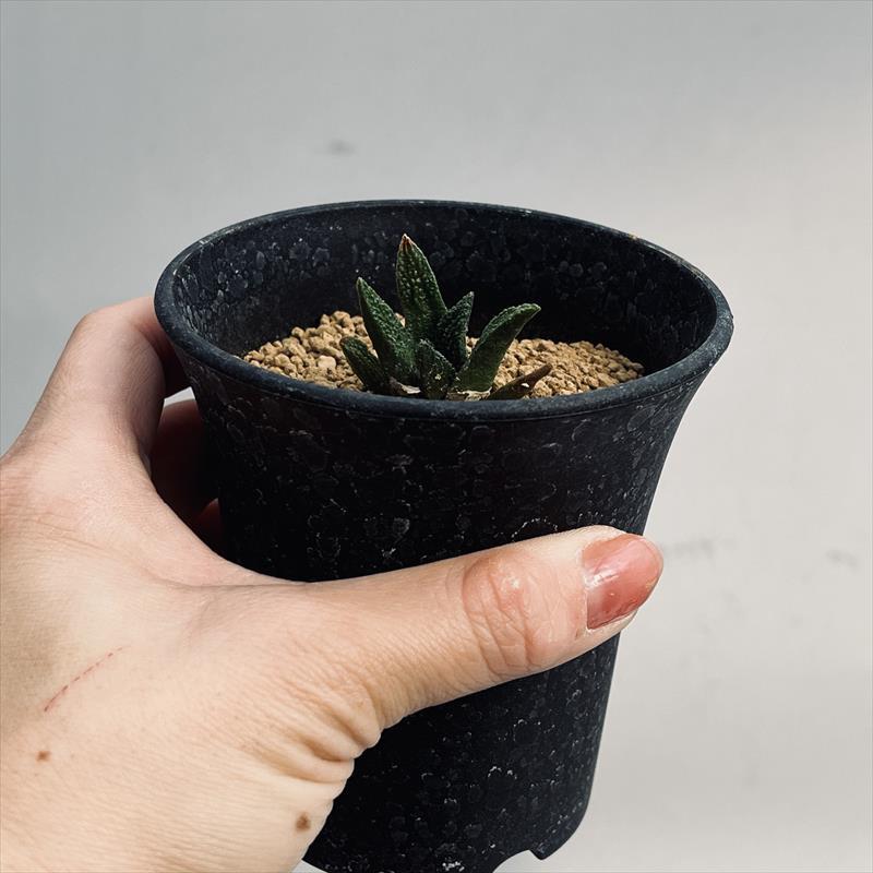 サボテン：アリオカルプス ブラボアナス 実生*幅3cm | サボテン