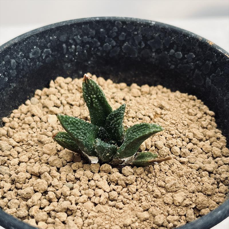 サボテン：アリオカルプス ブラボアナス 実生*幅3cm | サボテン