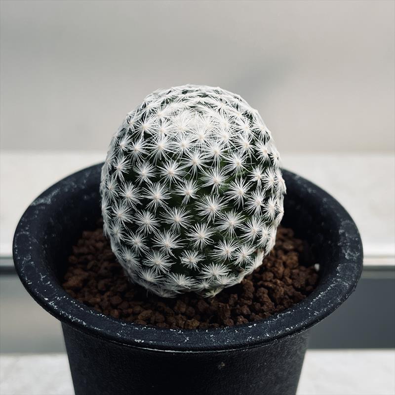 ���ܥƥ󡧥ޥߥ�ꥢ���������*��4cm