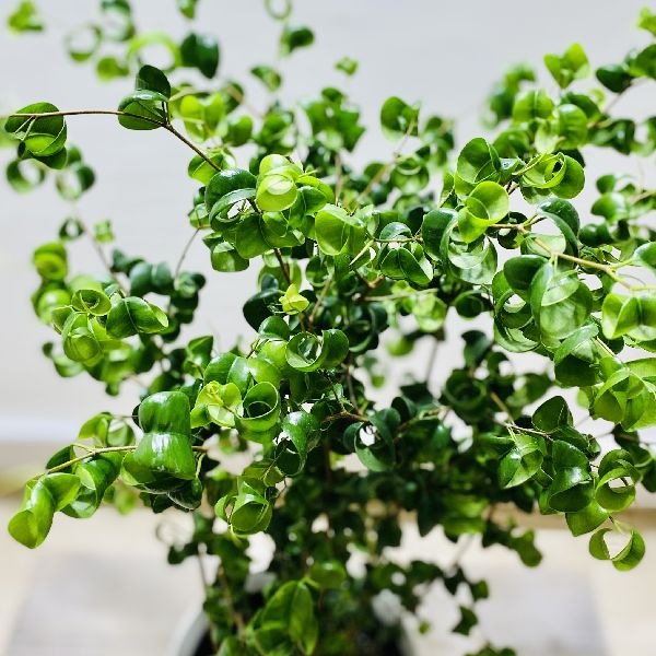 おしゃれ 観葉植物：フィカス ベンジャミン バロック*6号 プラポット