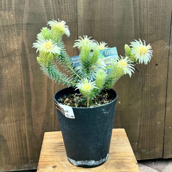 ガーデニング フィリカ プベッセンス 5寸2鉢 オージープランツ 園芸