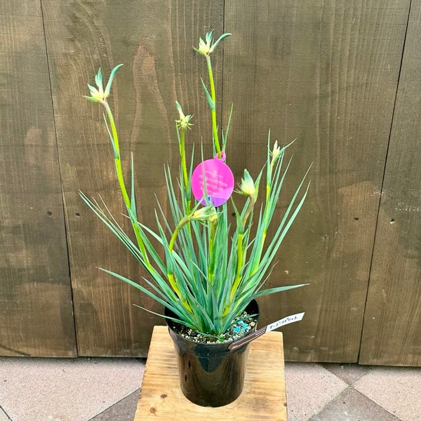 ������� ���տ�ʪ ȭ�֡����󥬥롼�ݡ� �����������ԥ�å�*�����������꡼�� 5�� �ץ�ݥå�