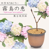 �ߺϡ����۲֡�̸��η�*���߸žƿ�ȭ�˻͵��餭 �������� �������� ȭ�� ȭ����bonsai