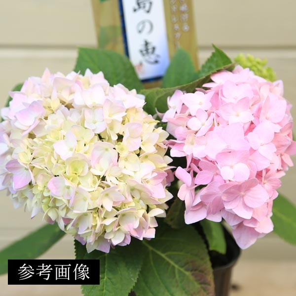 【専用商品】　特選　アジサイ　霧島の恵　4寸5鉢　紫陽花 楽天市場】【開花株】アジサイ（紫陽花・あじさい） 霧島の恵