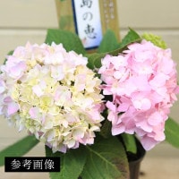 s*n様 アジサイ　霧島の恵　4寸8鉢 紫陽花　秋色アジサイ s*n様 アジサイ 霧島の恵 4寸8鉢 紫陽花 秋色アジサイ 10月頃