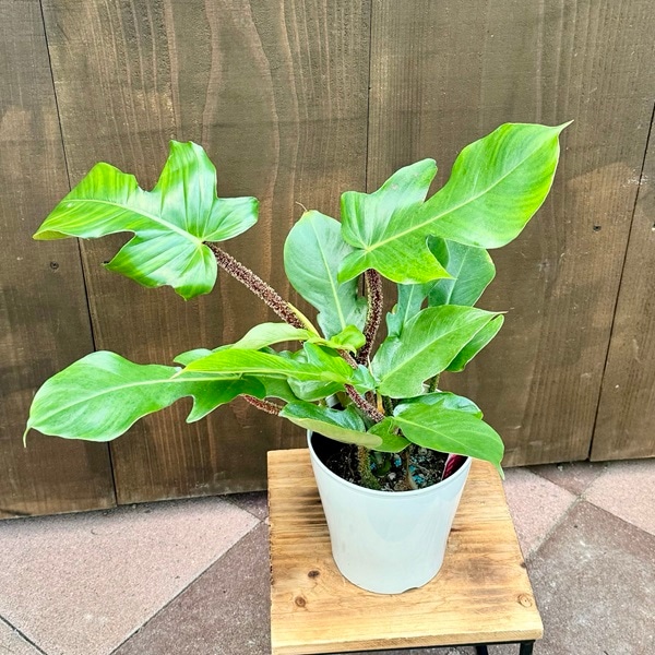 フィロデンドロン スクアミフェルム　5号　観葉植物 0000000142962_DUuZZlX.jpg
