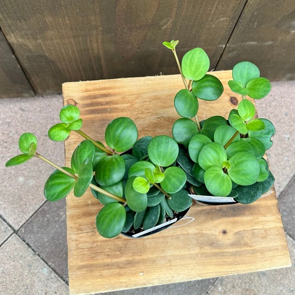 観葉植物 苗：ペペロミア ホープ*2個セット Peperomia | 観葉植物