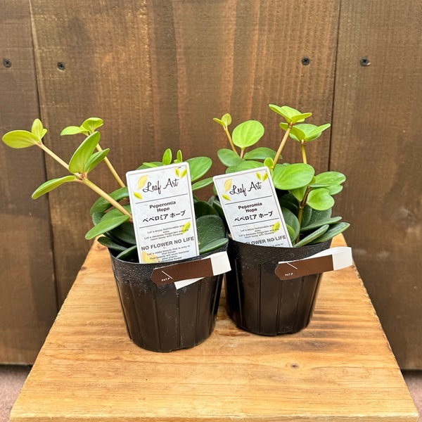 観葉植物 苗：ペペロミア ホープ*2個セット Peperomia | 観葉植物