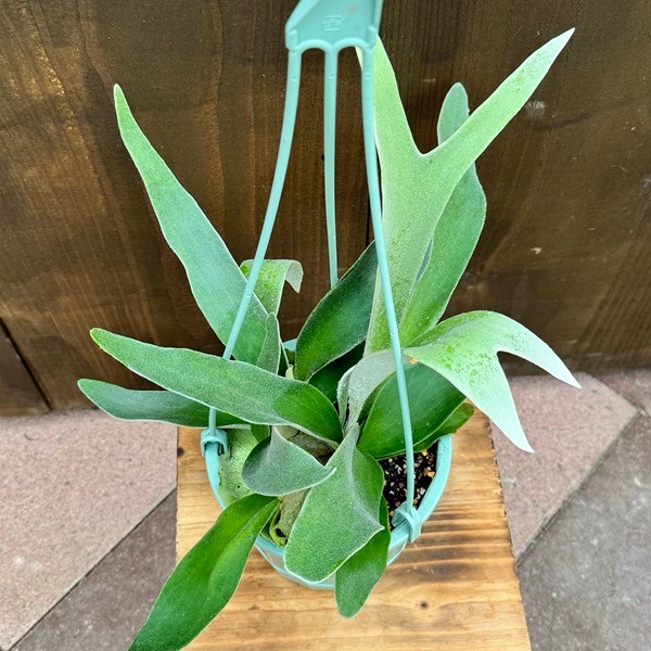 おしゃれ 観葉植物：ビカクシダ コウモリラン ビーチー*5号 吊り鉢