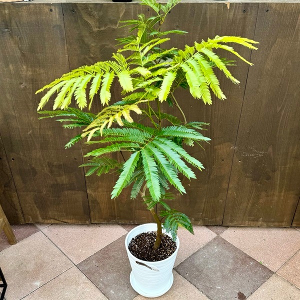 観葉植物 エバーフレッシュ ねむの木 ネムノキ 曲がり　８号白セラアート鉢 観葉植物 エバーフレッシュ ねむの木 ネムノキ 曲がり 8号白