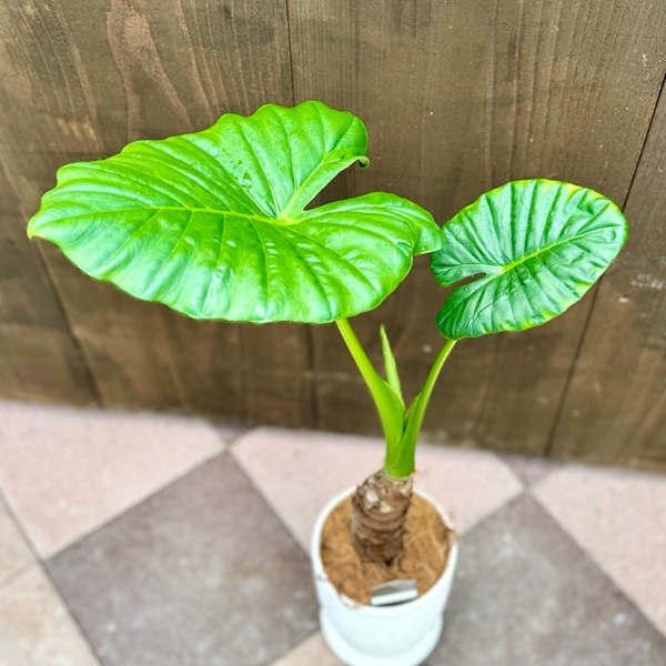 おしゃれ 観葉植物：クワズイモ 鉢植え*受皿付 くわずいも ココヤシ