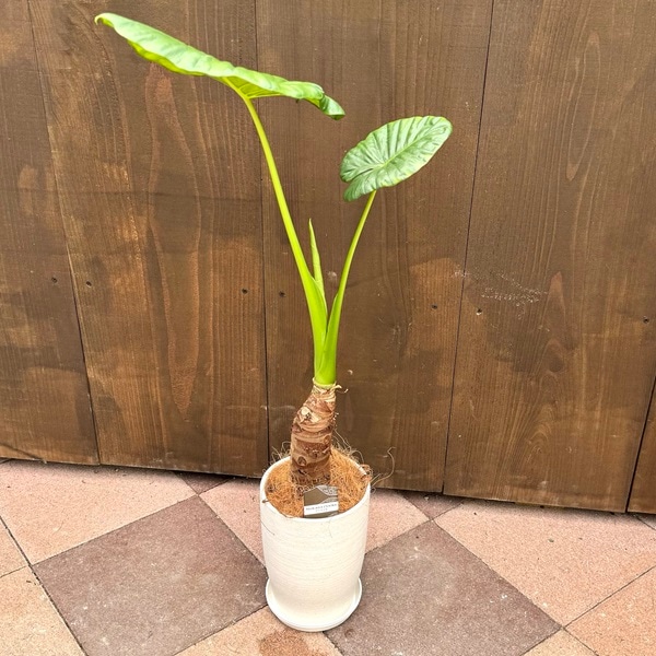 おしゃれ 観葉植物：クワズイモ 鉢植え*受皿付 くわずいも ココヤシ