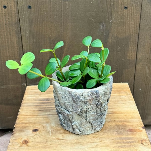 観葉植物 苗：ペペロミア ホープ*鉢カバー Peperomia | 観葉植物