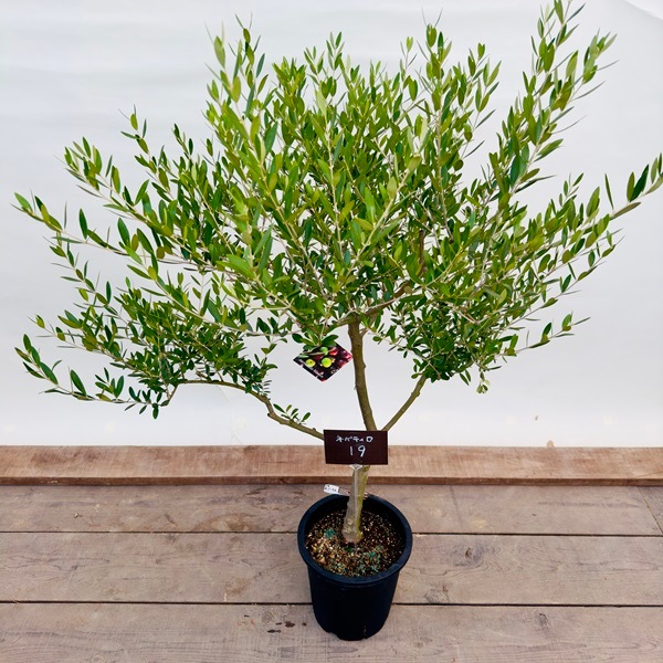 おしゃれ 観葉植物：オリーブの木 ネバディロブロンコ 8号*現品