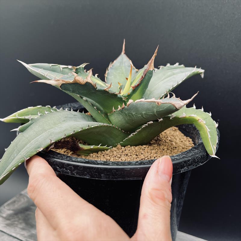 多肉植物：アガベ チタノタ 曙斑*幅24cm 現品！一品限り