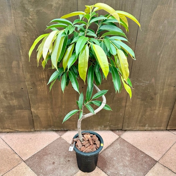 おしゃれ 観葉植物：フィカス アムステルダム*プラポット バークチップ
