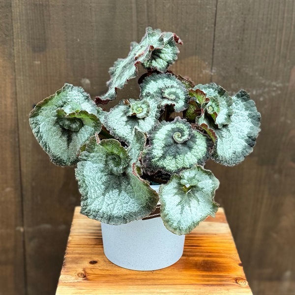 おしゃれ 観葉植物：レックスベゴニア エスカルゴ*5号 Begonia | 観葉
