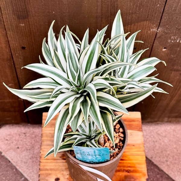 ドラセナ　チャヤ　観葉植物 楽天市場】おしゃれ 観葉植物：ドラセナ チャヤ*4号 プラポット : 遊恵