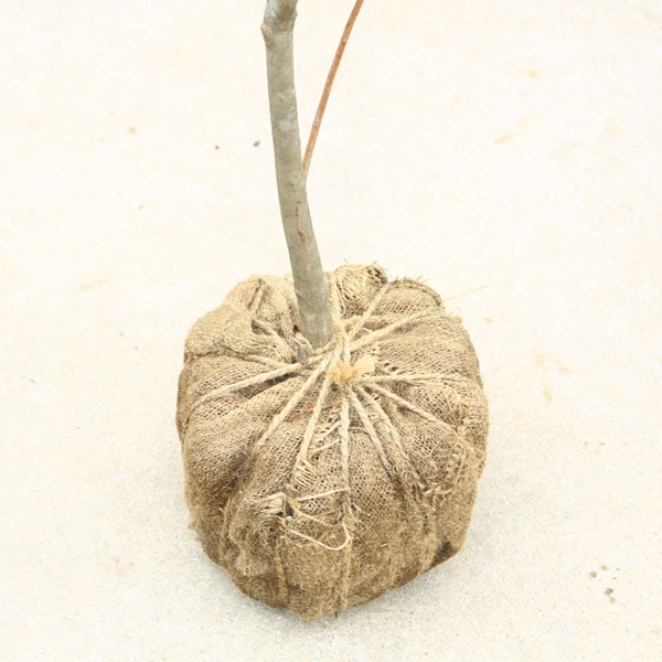 特撰庭木 植木 花木：エクスバリーアザレア （ジャックアンドサンド