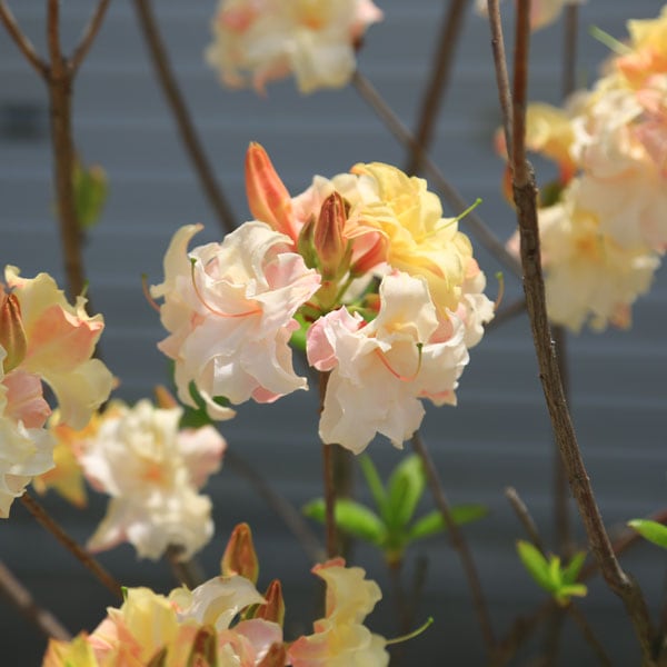 特撰庭木 植木 花木：エクスバリーアザレア （ジャックアンドサンド