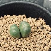 ¿����ʪ�����Υե��ĥ� �륤����*��1.2���