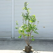 ڡ̼ڡ֥롼٥꡼ʥΡϥ֥åϡ˥֥롼쥤*140ء¤