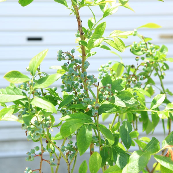 特選庭木・果樹 苗木：ブルーベリー（ノーザンハイブッシュ系