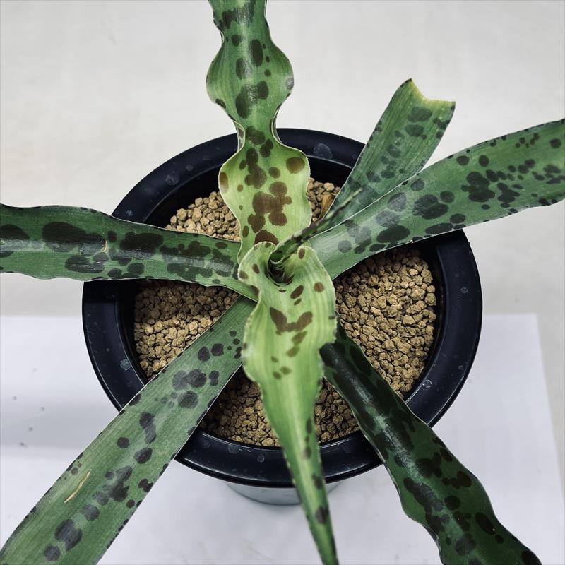 多肉植物：マンフレダ チョコレートチップ*幅30cm | サボテン＆多肉