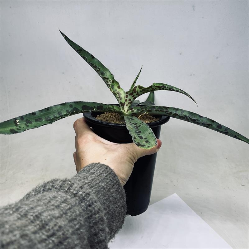 マンフレダ　チェリーチョコレートチップ　アガベ マンフレダ チェリーチョコレートチップ アガベ