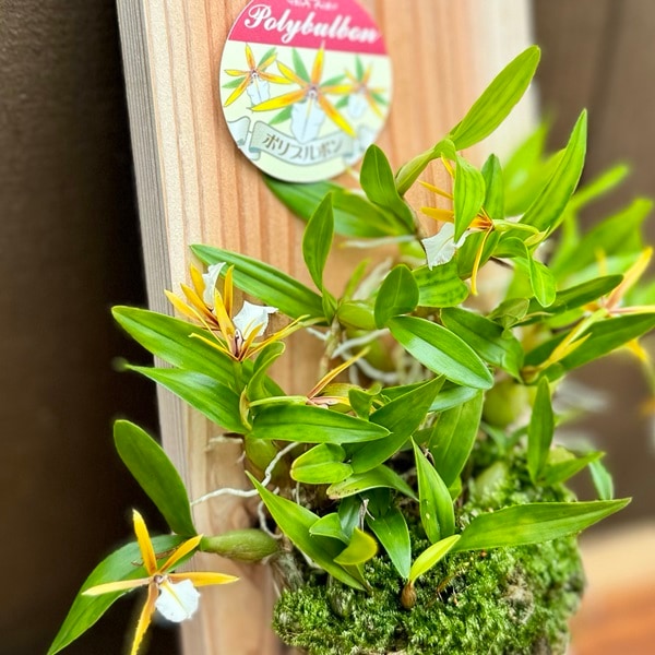 おしゃれ 観葉植物 ポリブロポン：ディネマ ポリブルボン*板付 洋ラン