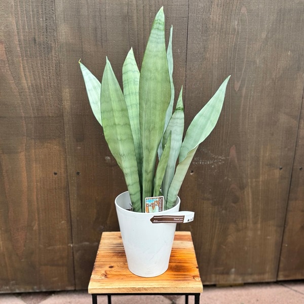 ������졡���տ�ʪ�����󥹥٥ꥢ �ࡼ�󥷥㥤��*���󥻥٥ꥢ �ץ�ݥå�