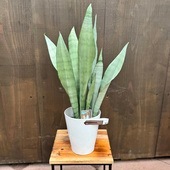 ������졡���տ�ʪ�����󥹥٥ꥢ �ࡼ�󥷥㥤��*���󥻥٥ꥢ �ץ�ݥå�