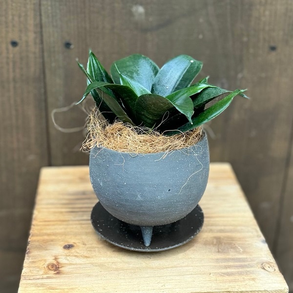 観葉植物 選べる：サンスベリア ハニー鉢植え 受け皿付*サンセベリア
